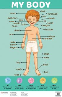 Charts My Body