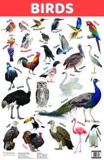CHART BIRDS